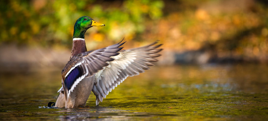 pictured: a mallard duck flaps its wings in a beautiful sunlit pond