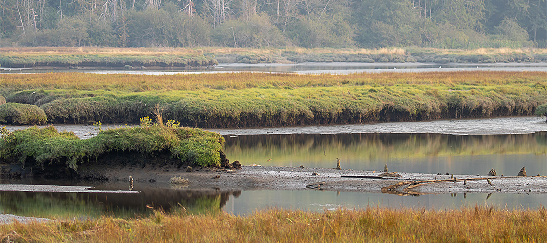 photo: a wetland in autumn