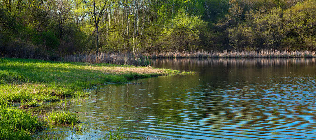 photo: a sunlit pond