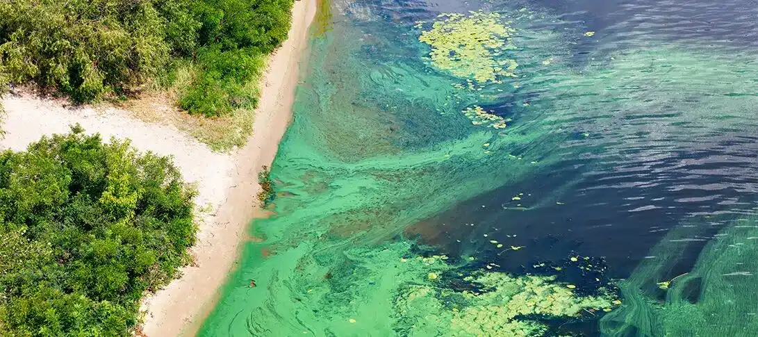 Aerial view of a shoreline with green algae blooms spreading in the water near the sandy beach and dense vegetation, highlighting the need for effective lake management to protect water quality.