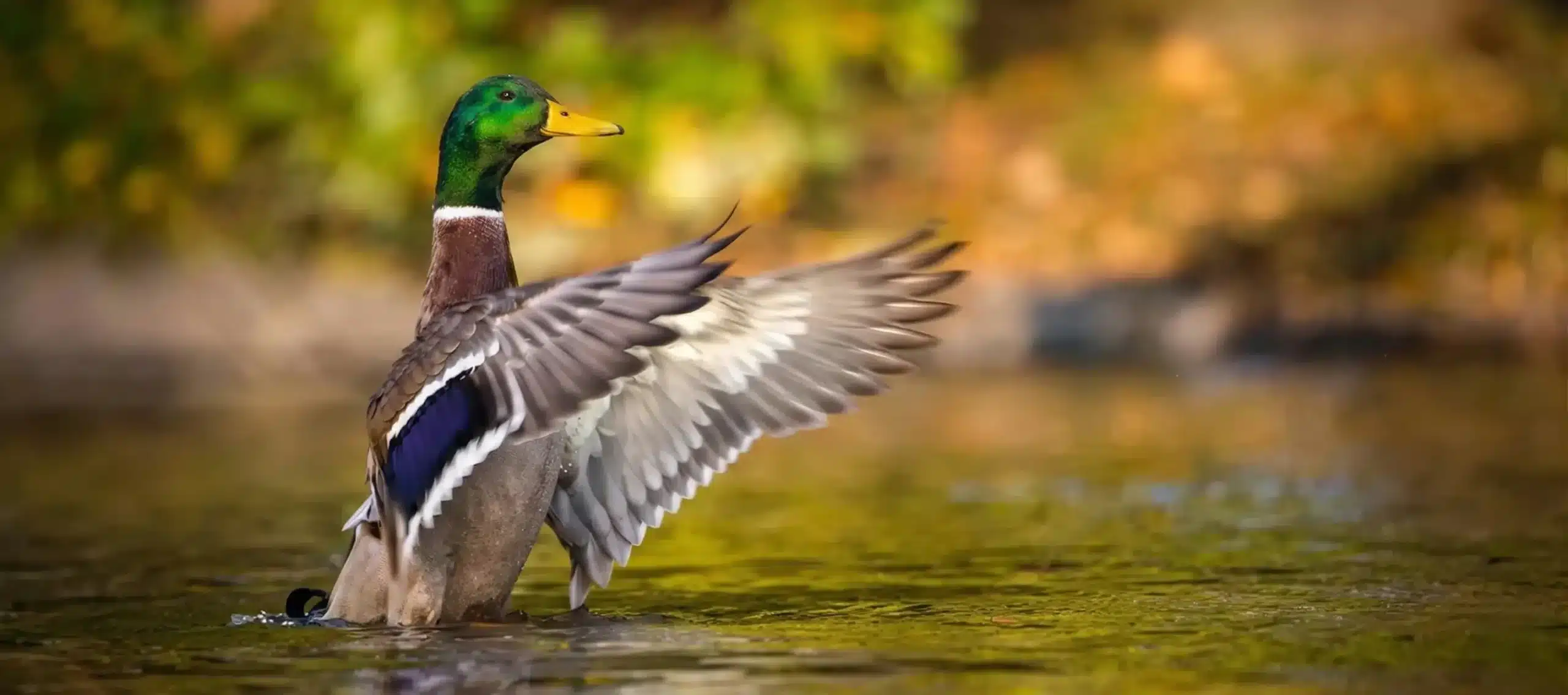 A male mallard duck stands in shallow water with its wings raised, showing a green head and brown body, against a blurred background of foliage—an example of thriving wildlife supported by effective pond management.