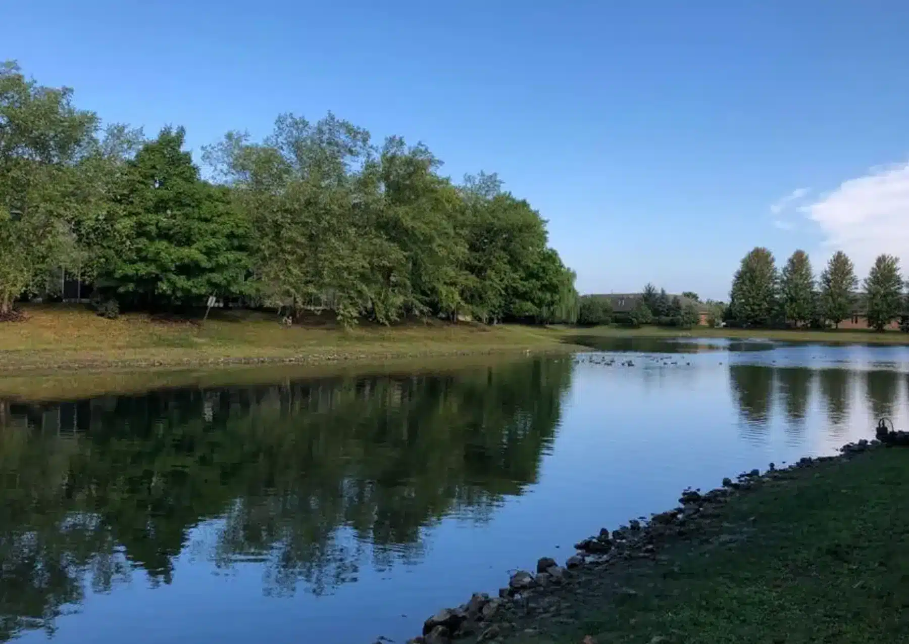 A calm pond bordered by grass and trees is shown under a clear blue sky, its surface reflecting the trees—an example of effective pond maintenance supporting natural beauty and water clarity.