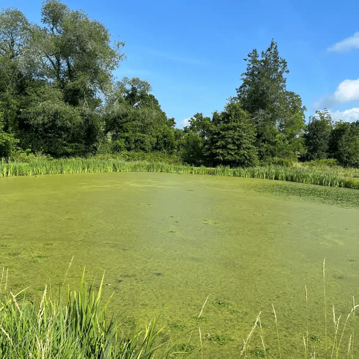 Nutrient-Mitigation-Before
