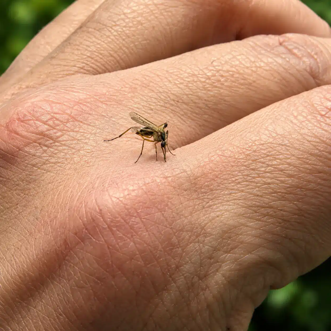 A mosquito is perched on the back of a person’s hand, likely feeding. The skin is detailed and the background is blurred green.
