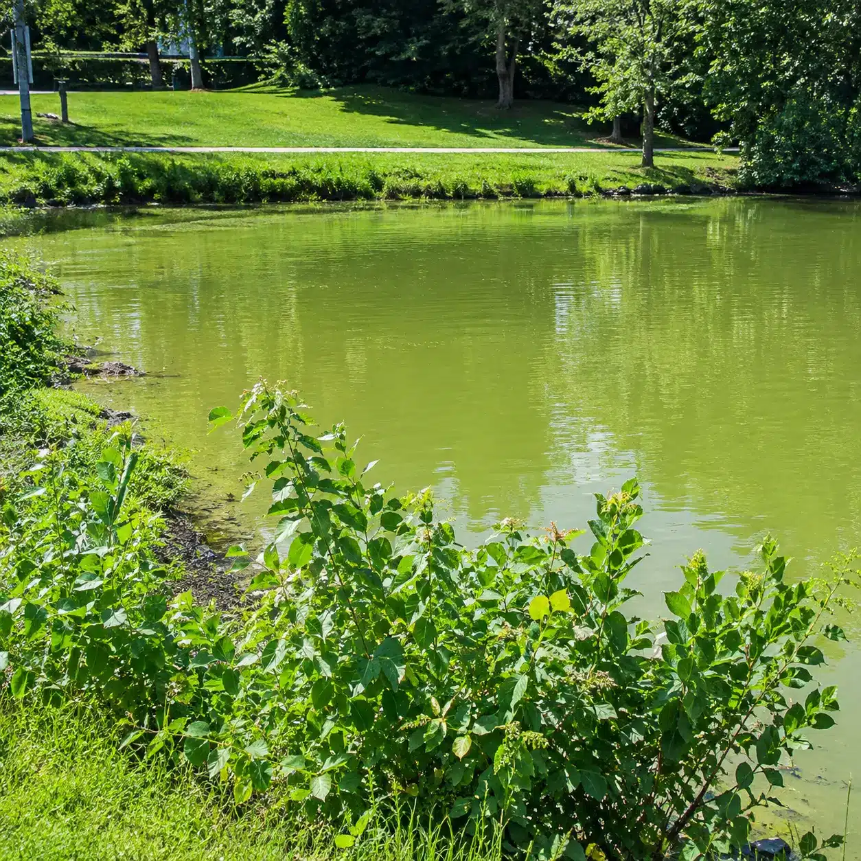 A green pond surrounded by grass and bushes, with trees and a park bench visible in the background on a sunny day.
