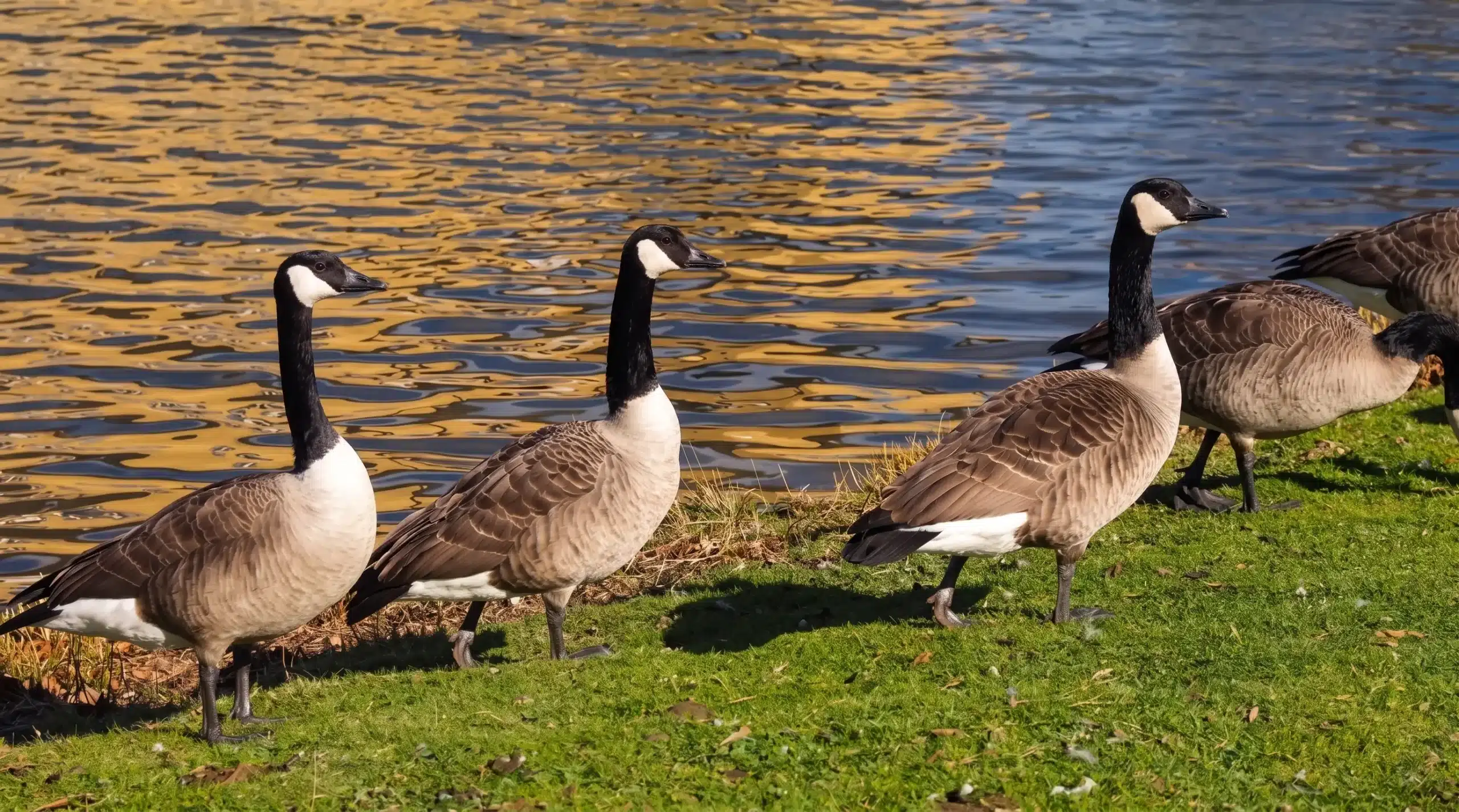 Four Canada geese stand on green grass near water with yellow reflections, while two more geese are partially visible on the right.