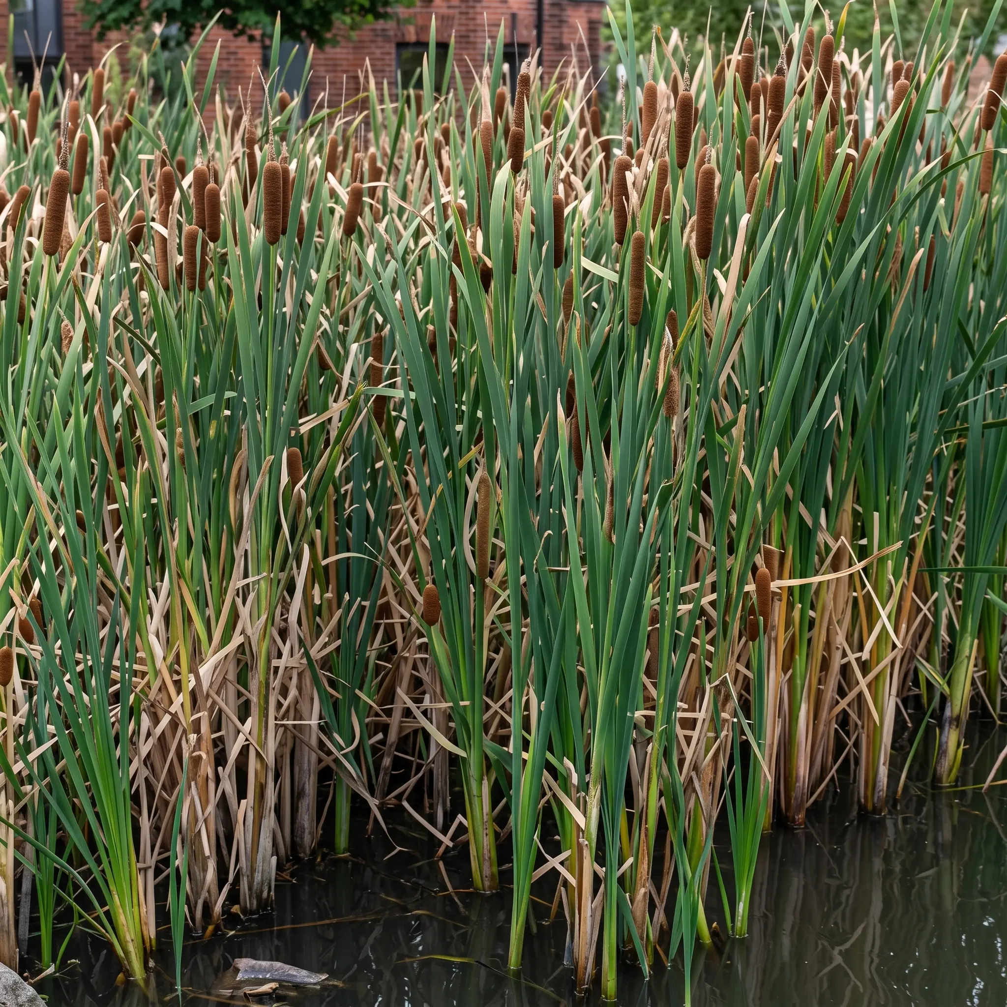 Dense cluster of green cattails with brown flower spikes growing at the edge of a pond, with water visible at the bottom and a brick building partially visible in the background.