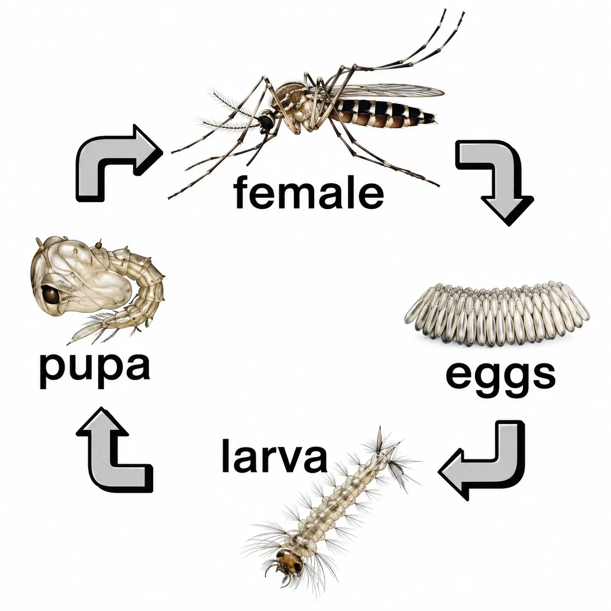 Diagram of a mosquito life cycle showing four stages: eggs, larva, pupa, and adult female, arranged in a circular order with arrows.