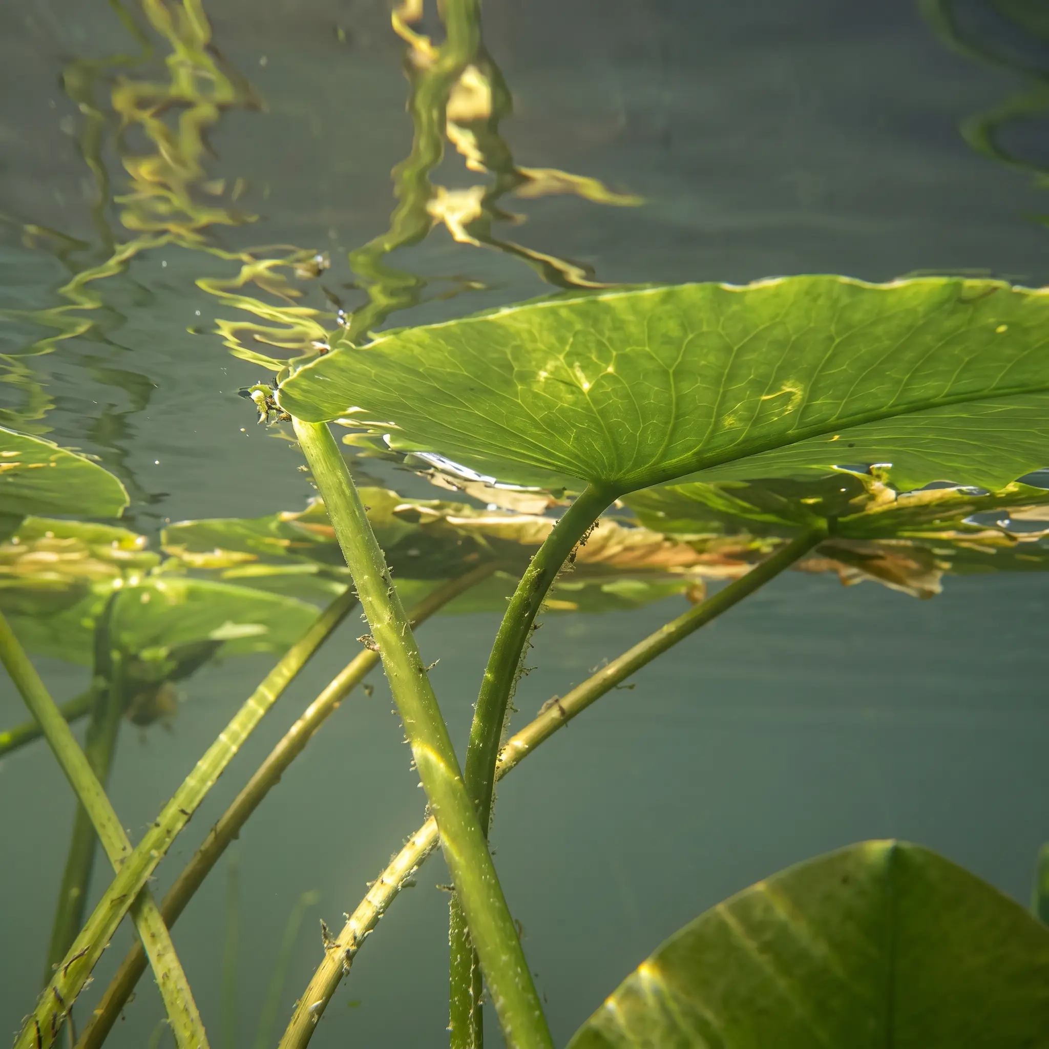 Underwater view of green lily pads with stems extending down into clear water, lit by natural sunlight.