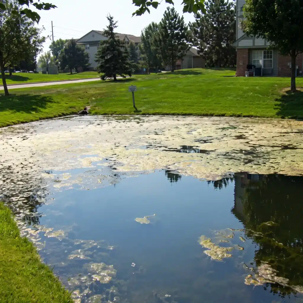 Small suburban pond with patches of algae on the surface, surrounded by green grass, trees, and nearby houses on a sunny day.