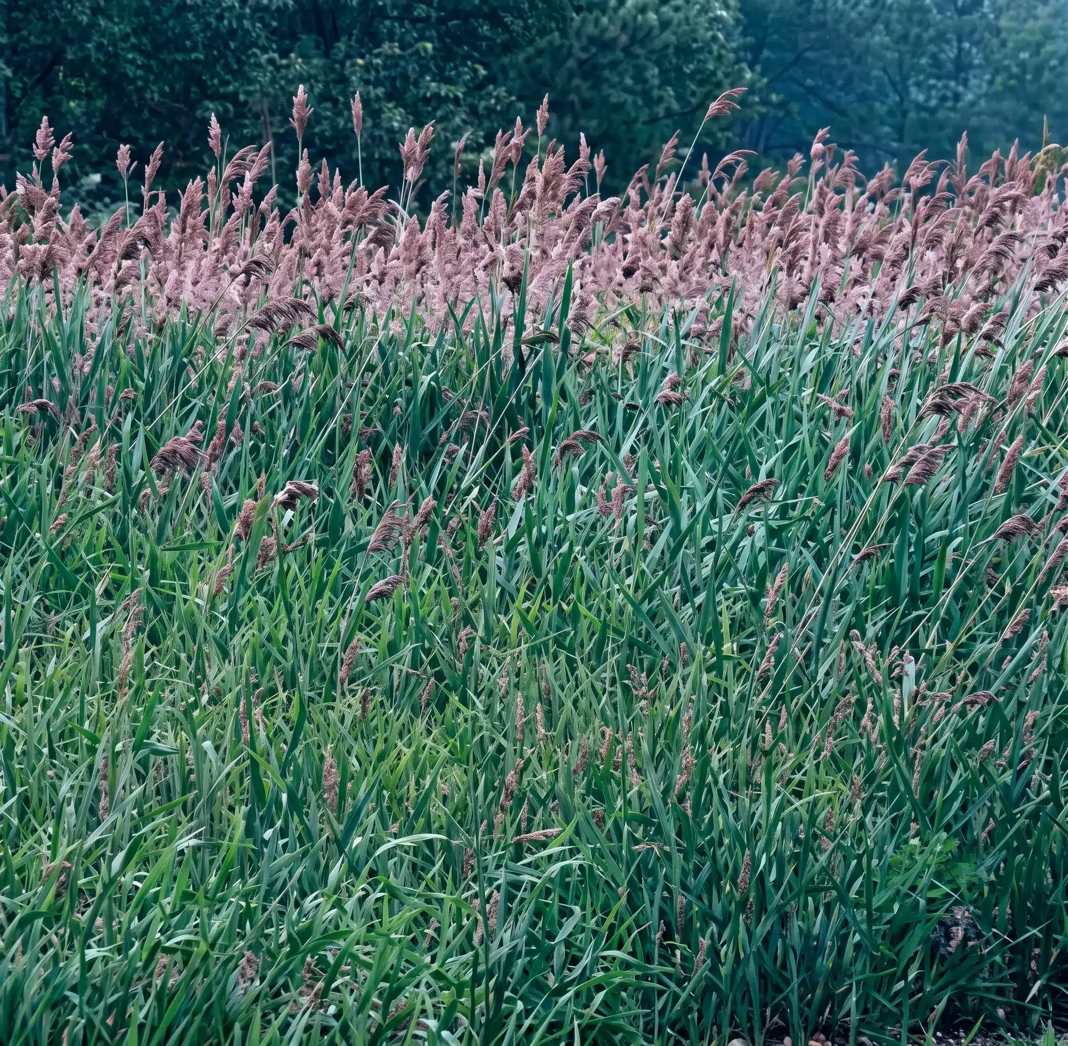 Tall green grass with brownish seed heads fills the foreground and middle ground, with leafy trees blurred in the background under overcast lighting.