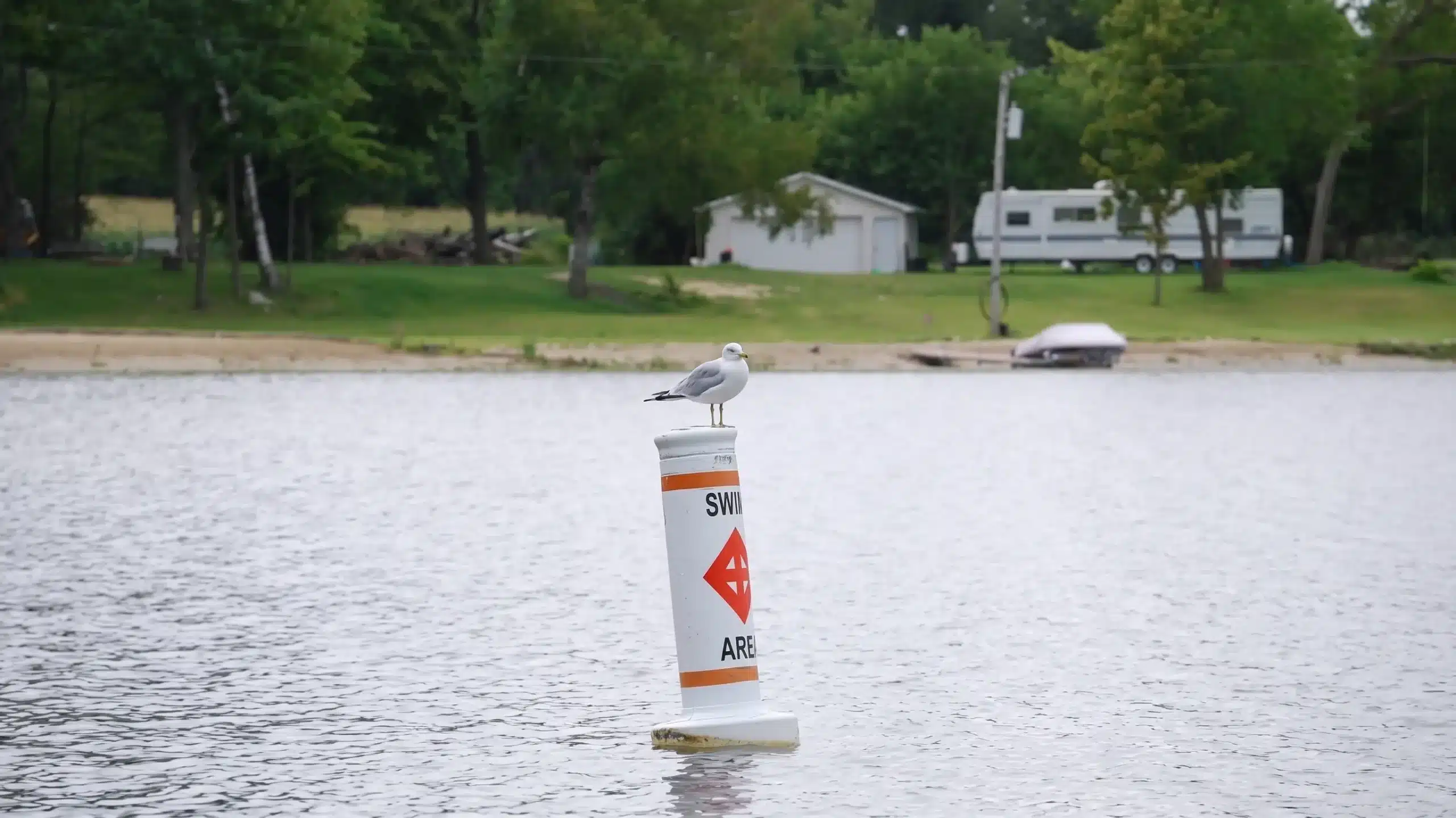 A seagull stands on a white buoy marked “SWIM AREA” in a lake, with a shoreline, trees, and a white trailer visible in the background.