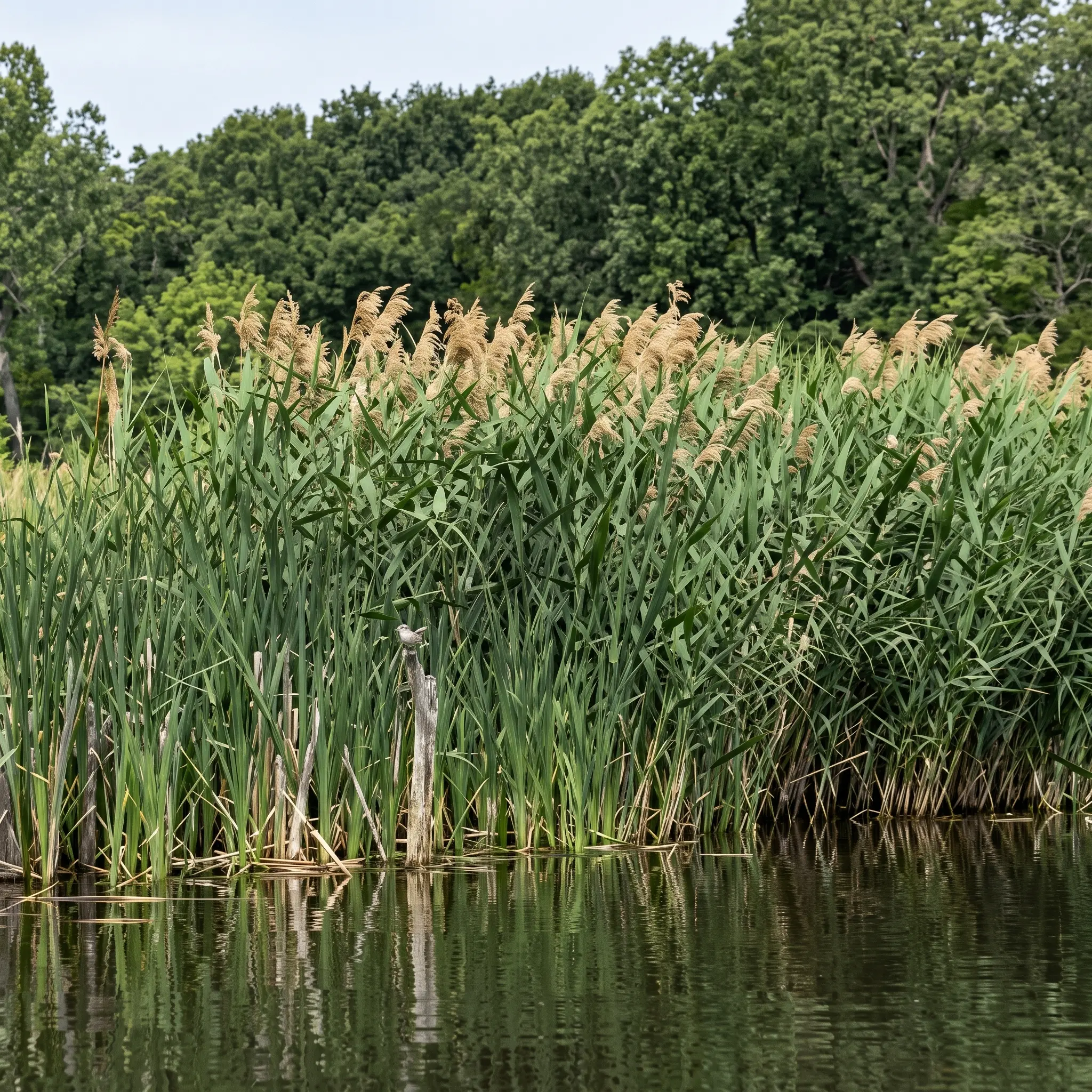 Tall reeds with tan seed heads grow densely at the edge of a calm body of water, with a backdrop of green trees and a blue sky.
