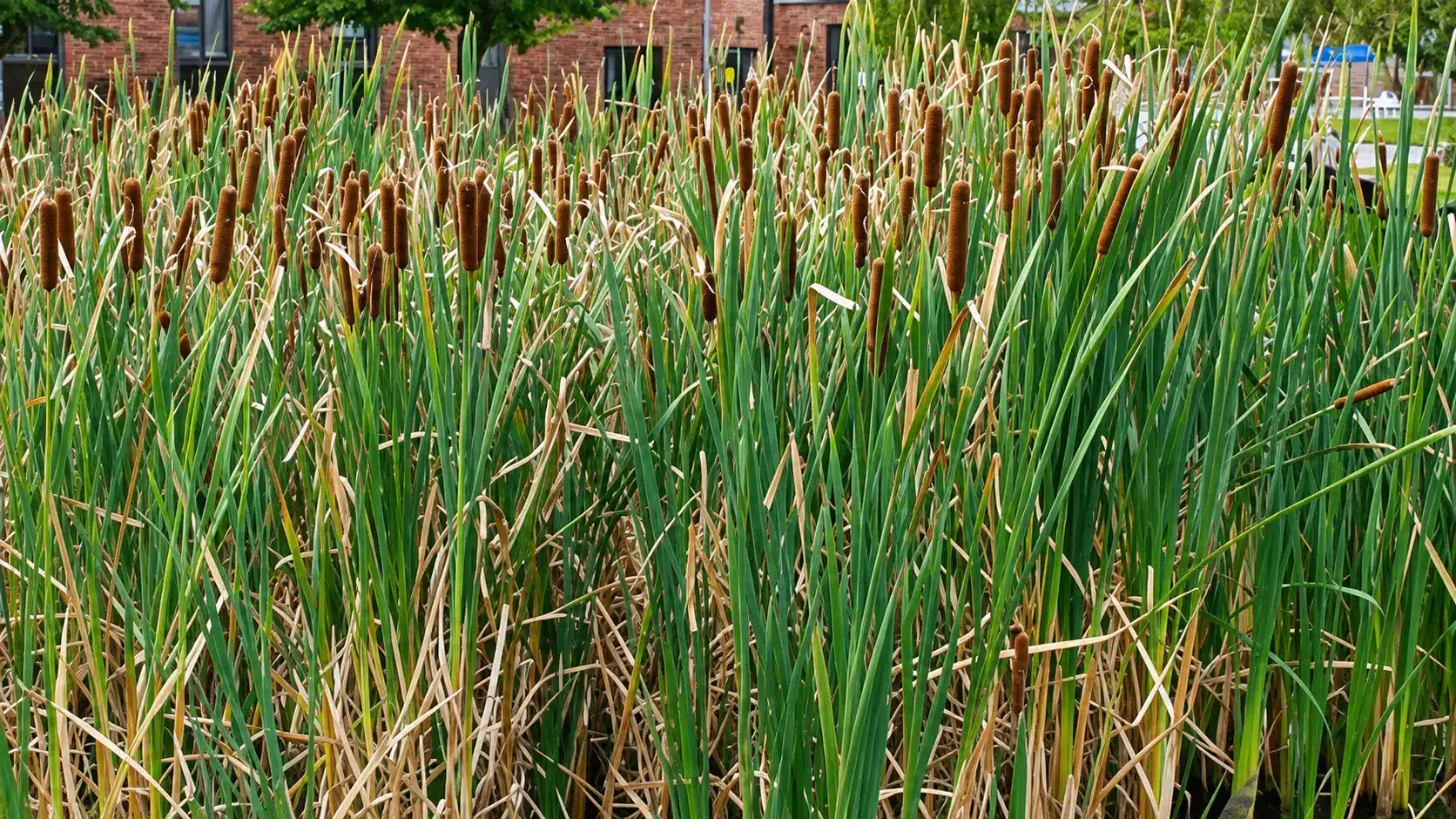A dense cluster of cattails with tall green stems and brown seed heads grows outdoors near a building, partially visible in the background.