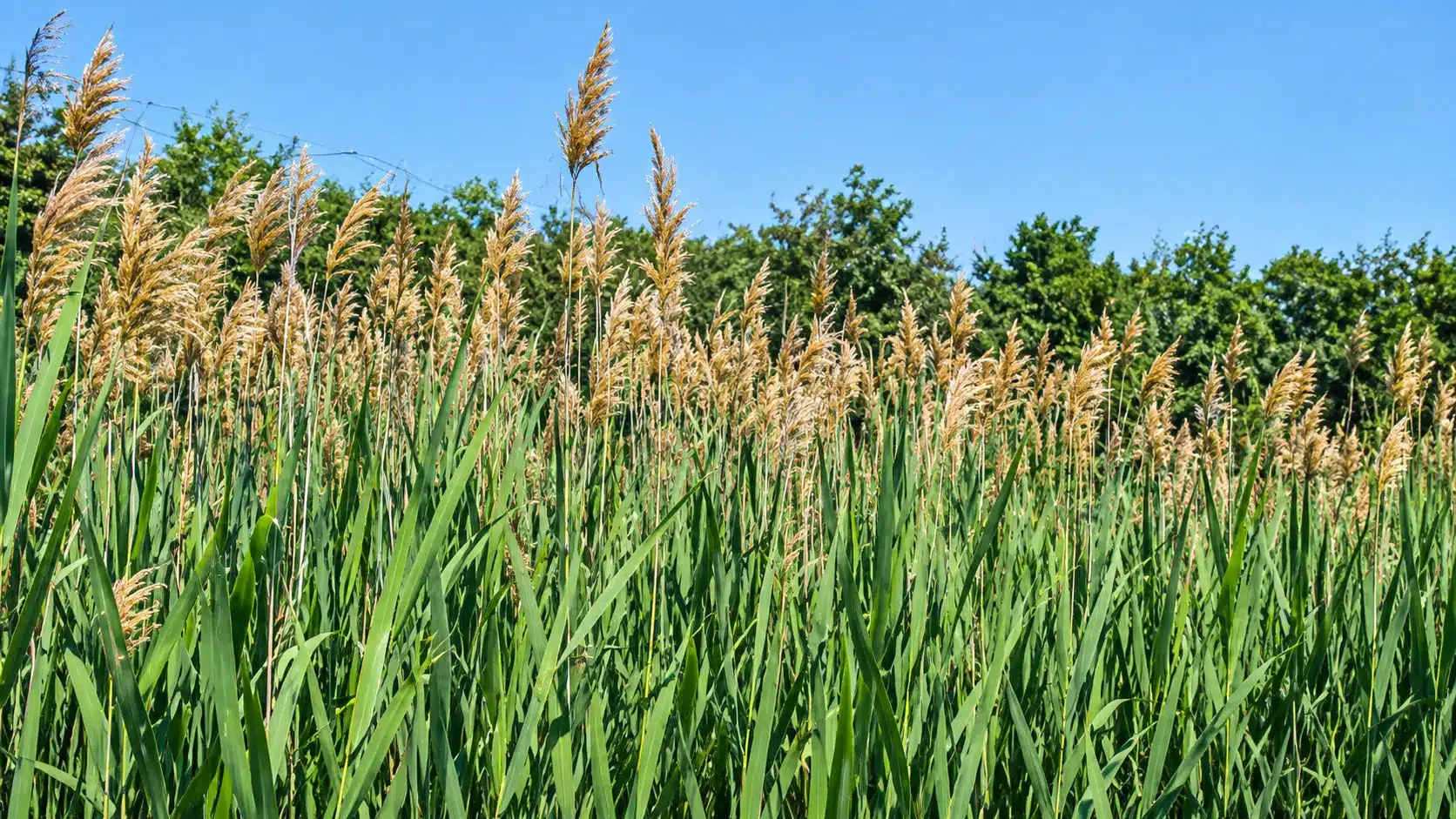 Tall green reeds with feathery, tan seed heads grow in a dense field under a clear blue sky, with trees visible in the background.