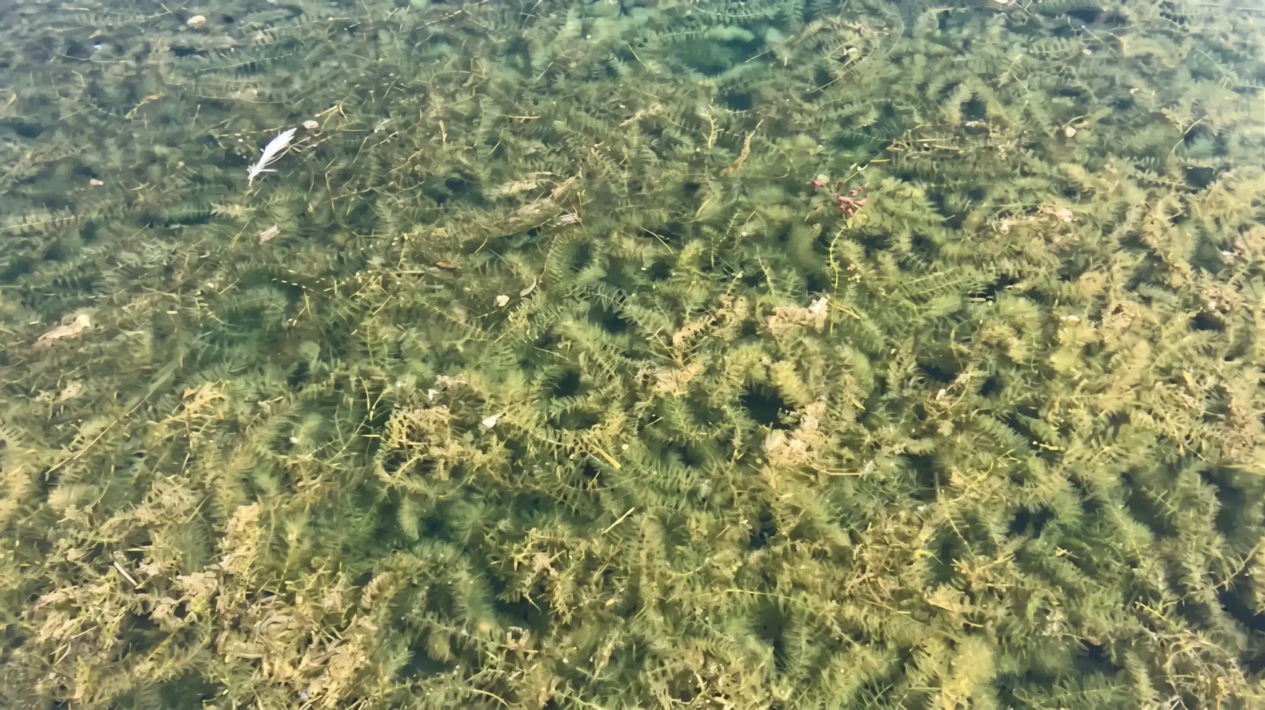 Clear water with dense aquatic plants and a single small white fish visible near the top left corner.