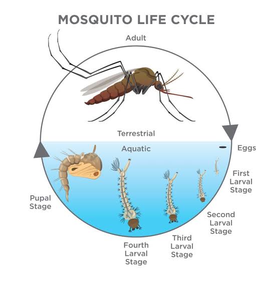 Diagram of a mosquito’s life cycle showing aquatic egg, larval, and pupal stages, then terrestrial adult stage, with each stage labeled in order.