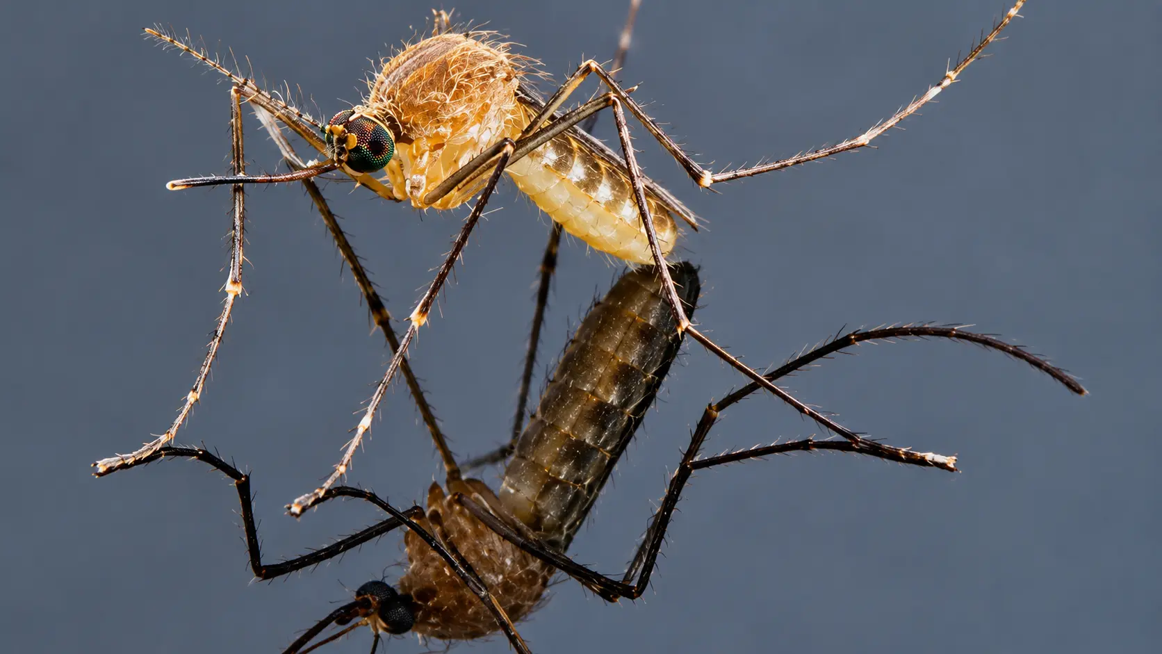 Close-up of a mosquito standing on a reflective surface, showing its body, legs, and antennae in detail, with its reflection visible below.