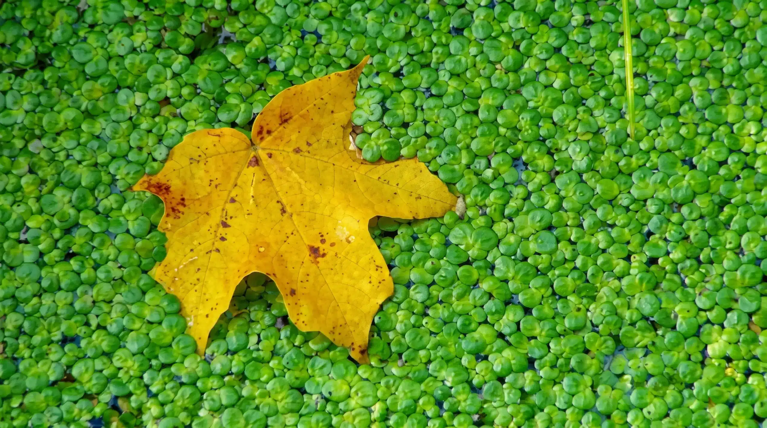 A single yellow autumn leaf rests on a dense surface of small green floating aquatic plants.
