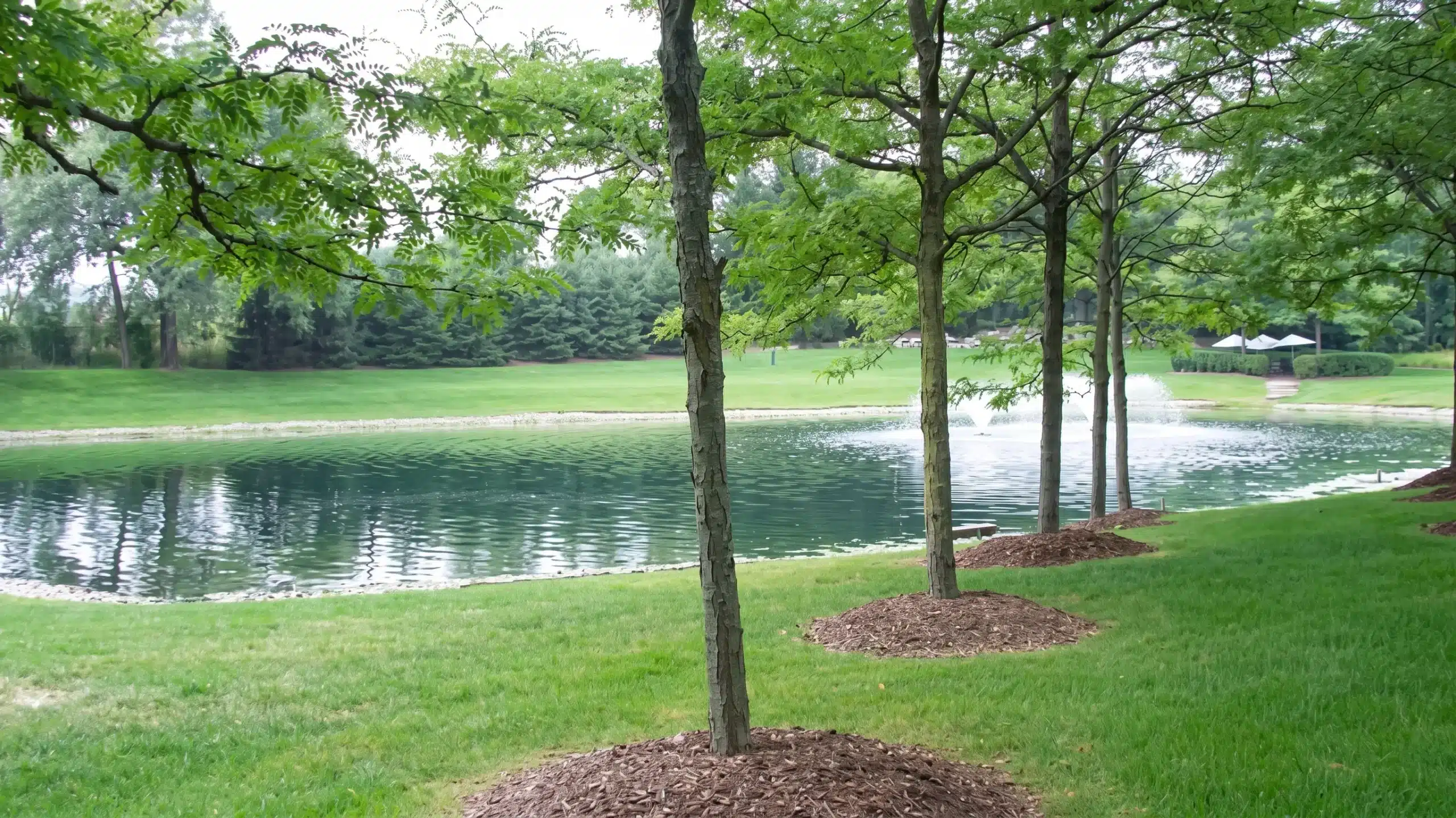 Trees with mulched bases stand beside a small pond with a fountain in a grassy park area; dense greenery and wooded areas are visible in the background.