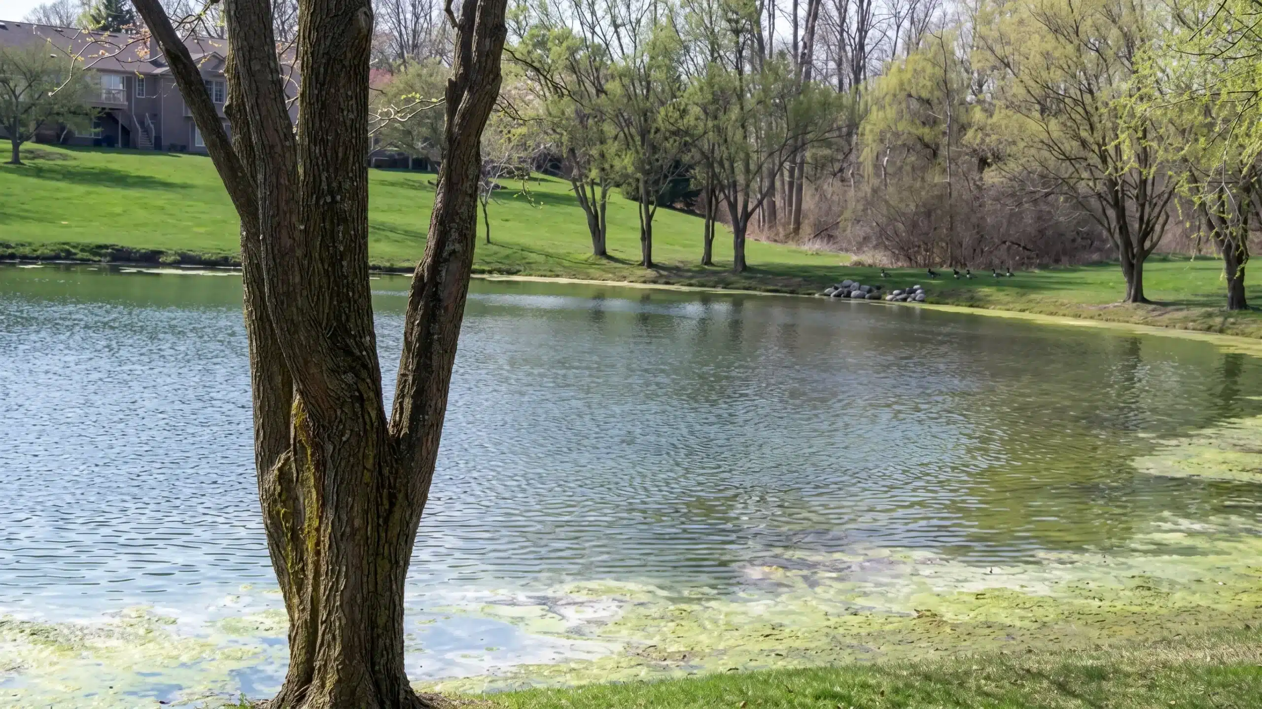 A tree stands by the edge of a pond surrounded by grass and trees, with a few houses visible in the background.